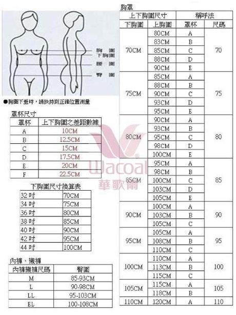 36e的胸围图片