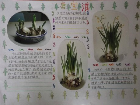 植物观察日记手抄报|观察植物的手抄报图片大全图片