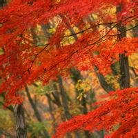 微信头像秋天 风景图片 唯美好看的秋天 风景微