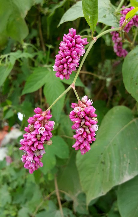 蓼科一年生草本植物---红蓼花