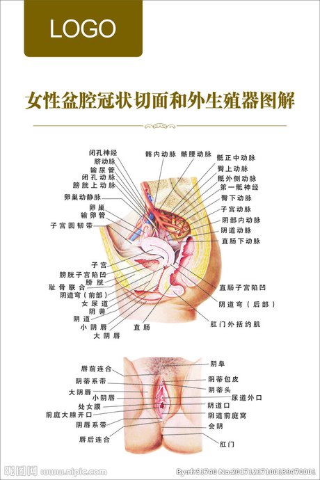 女性盆腔冠状切面和外 生殖器图解设计图__广