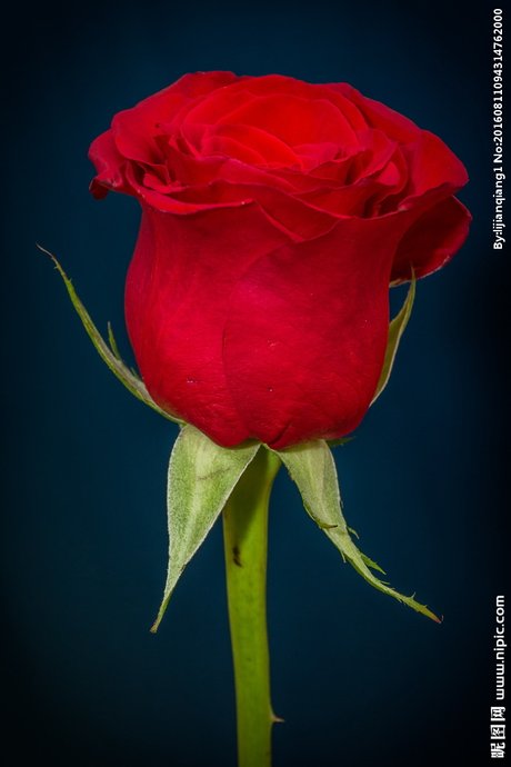 一支红色 玫瑰花图片