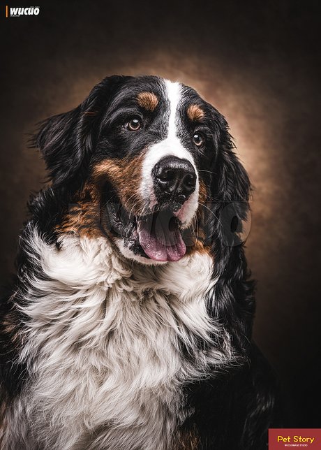 相关搜索 法斗 阿拉斯加灰桃 柯基犬笑容 边牧 古牧 圣伯纳犬 伯恩山