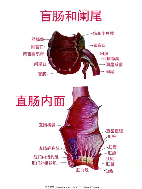 盲肠 阑尾 直肠解剖图图片