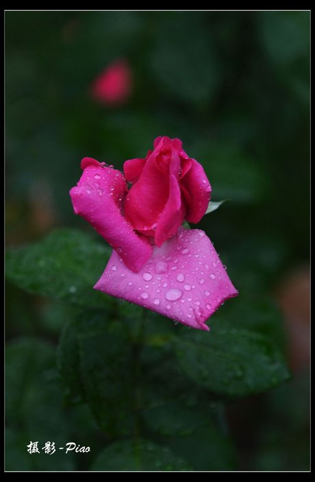 玫瑰花在雨中, 滴水闪耀 相关搜索 微风细雨 三月里的小雨 牧羊恋曲