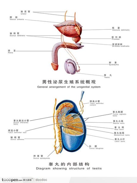 泌尿