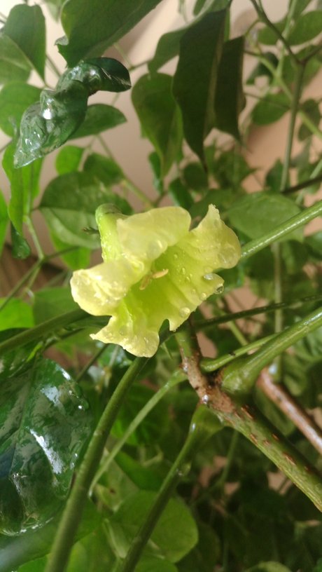 幸福树开花了