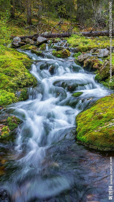 林中小溪图片摄影图__自然风景_自然景观_摄影图库_昵图网nipic.com