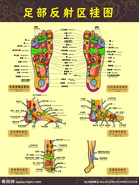 足部反射区高清挂图_360图片