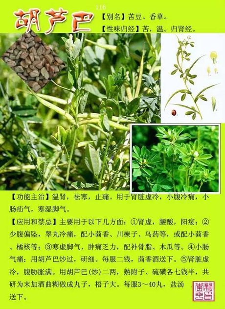 常用中草药彩色图集 中草药图谱与名称 中草药图片大全3000种 400种中