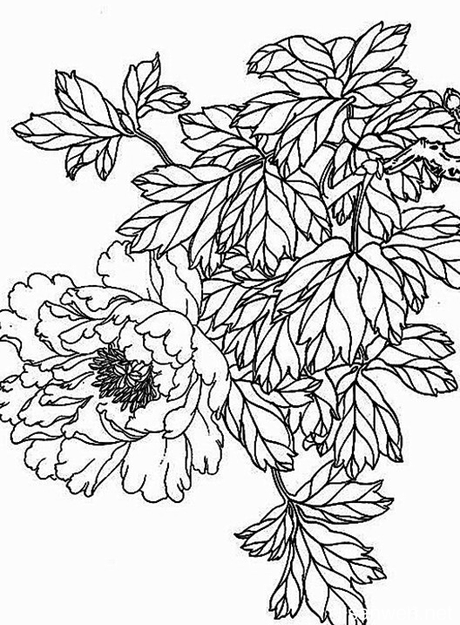 工笔画白描花卉图片1