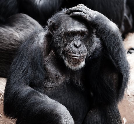 矮黑猩猩,小黑猩猩,矮非洲小人猿,倭黑猩猩