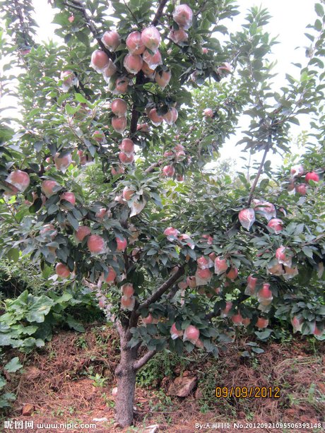 相关搜索 秋天苹果树图片大全 卡通苹果树 卡通苹果树图片 怎么画