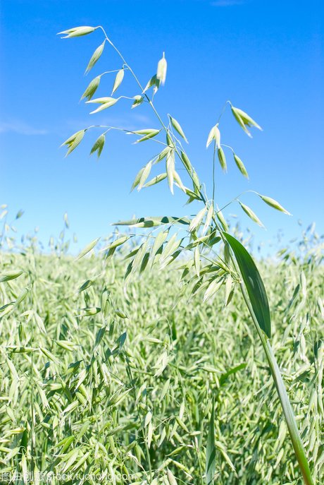 莜麦