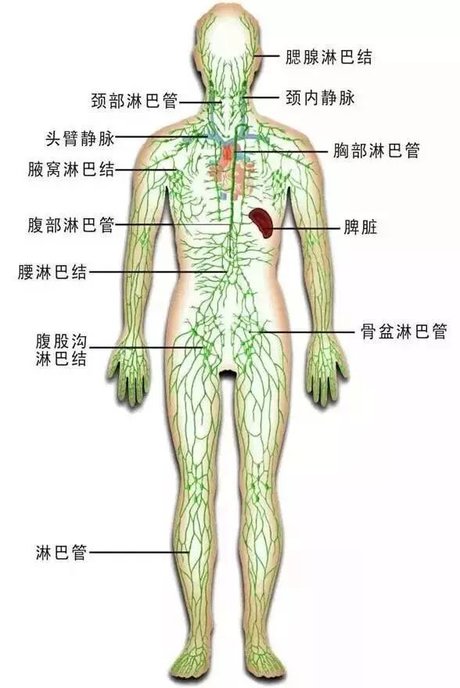 淋巴循环系统示意图 淋巴循环 背部脏腑反射示意图 淋巴系统全身分布