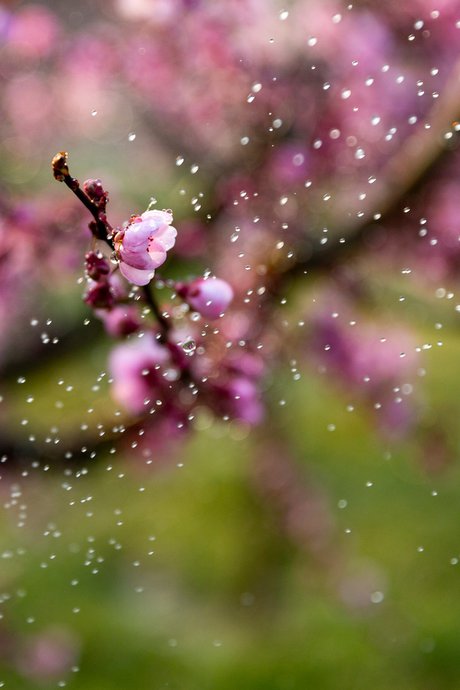 【梨花带雨摄影图片】凭祥大连城景区生态摄影_法拉利_太平洋电脑网