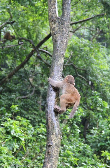 爬树的猴子图片素材