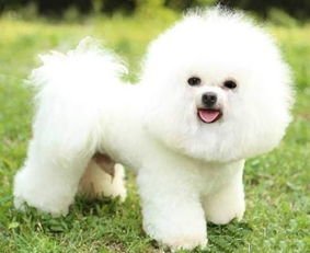 比熊全身美容      斗图表情包大全   与  比熊全