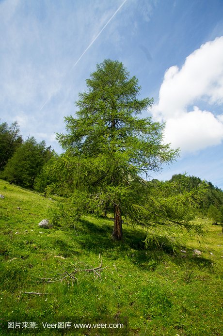 落叶松,落叶松属,落叶松树,落叶松属植物