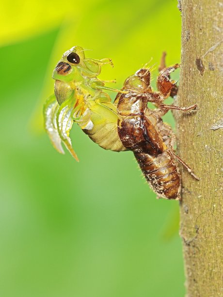 相关搜索 蝈蝈 蝉 幼虫 蟋蟀 甲虫图片及名称 蛱蝶的蛹 蝉蜕皮