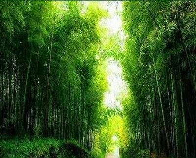 微信头像 竹林听雨图片风景