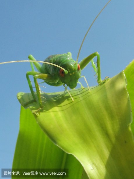 大蚱蜢