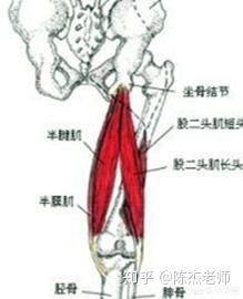 小腿三头肌