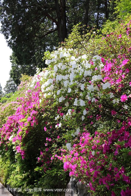 杜鹃花属,烈香杜鹃,北美杜鹃,杜鹃花属植物 杜鹃花属,映山红, 烈香