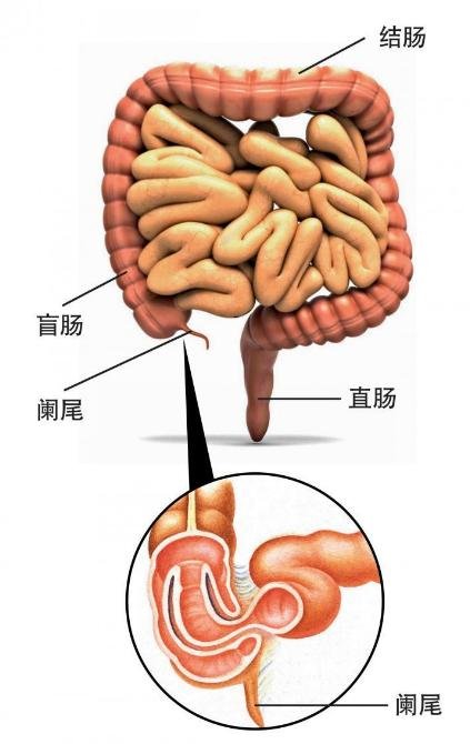 乙状结肠,小的,脾,胃,系统,三维的,喉咙,横向的,输尿管,尿的 阑尾炎