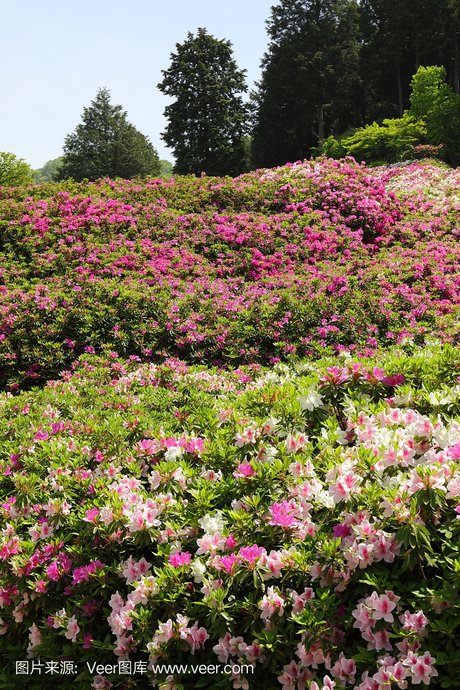 杜鹃花属, 烈香杜鹃,北美杜鹃,映山红 杜鹃花属,杜鹃花属植物,北美