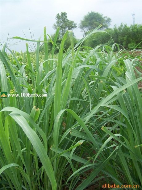 供应柠檬草鲜叶(香茅草叶) 青岛百草香香草有限公司-食品商务-糖酒