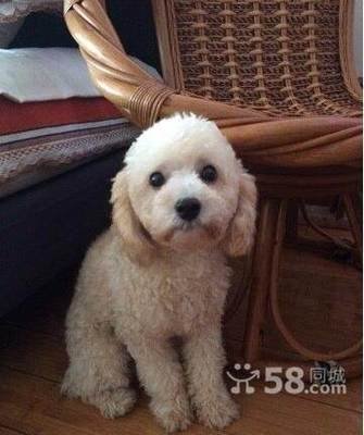 香槟色泰迪