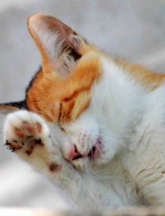 猫咪表情包 