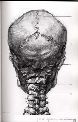 人物头骨 肌肉与 素描头像关系讲解