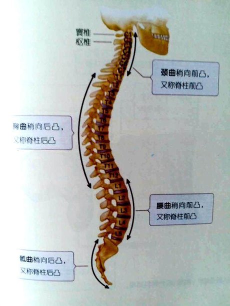脊柱生理弯曲图_360图片