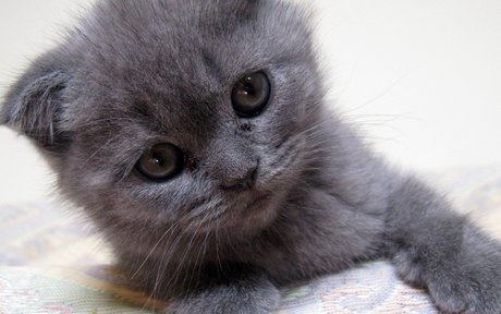 好看的苏格兰折耳 猫图片_很乖很贴心的喵星人