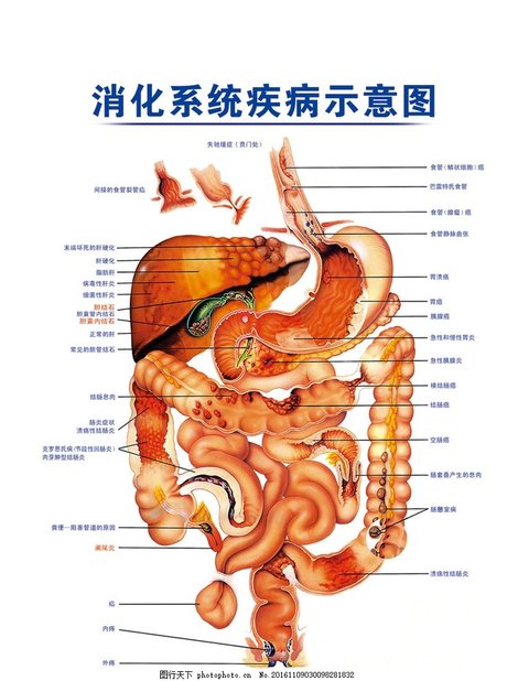 相关搜索 人体消化系统图片 人的消化系统图片 动物消化系统图片