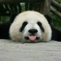熊猫吐舌头表情包