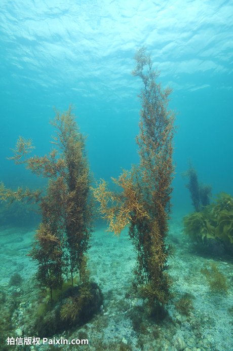 "海洋藻类植物图片"