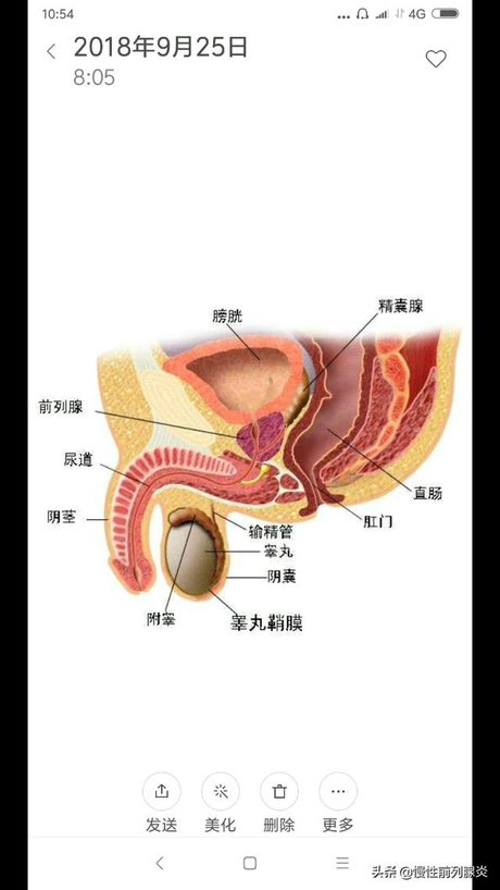 相关搜索 前列腺位置图 前列腺位置示意图 前列腺在哪个部位图 前列