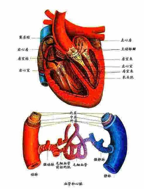 心脏三大动脉血管图片 (第1页)