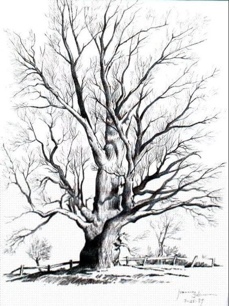 画树的图片铅笔画