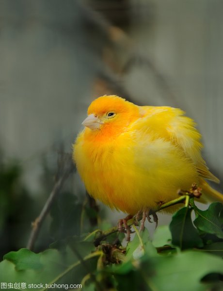 金丝雀鸟