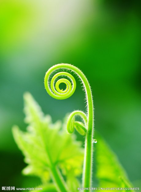 嫩芽幼苗图片摄影图__花草_生物世界_摄影图库_昵图网nipic.com