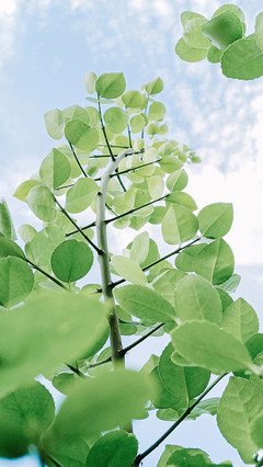 绿色叶子高清图片 手机壁纸(2/9) 小 清新绿色植物护眼 手机壁纸,高清