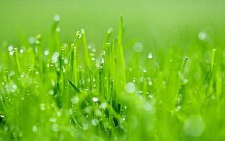 清新雨后草地绿色 护眼露珠 桌面壁纸下载1-风景