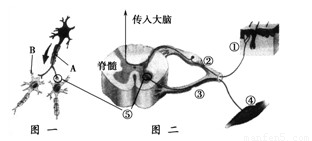 脊髓结构 脊髓组织 克隆治疗神经系统损伤图片 脊髓前角 胞膜,有细胞