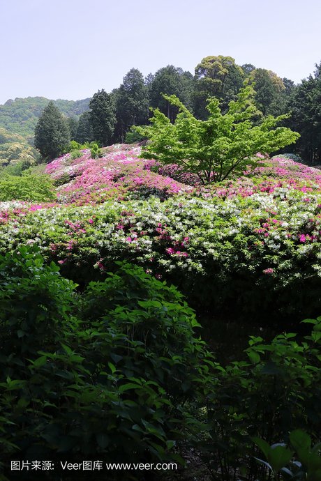 烈香杜鹃