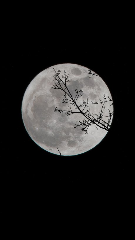 黑夜  月球 月亮 树枝 苹果 手机高清 壁纸 1080x1
