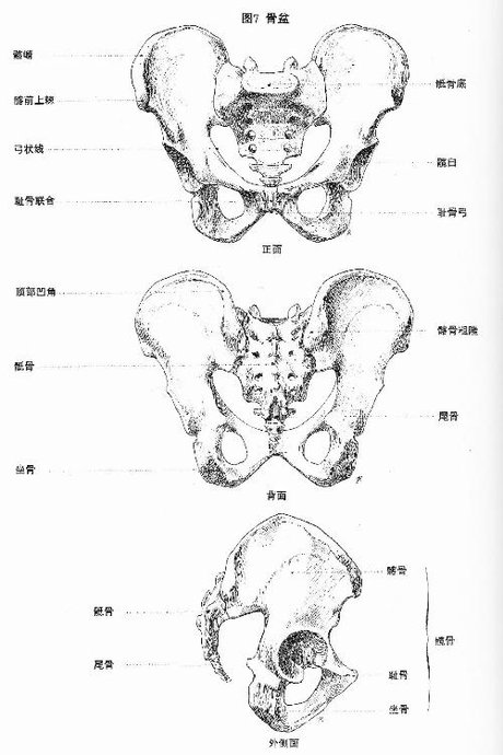 盆骨x 产前产后盆骨对比 盆骨前倾 盆骨骨折 盆骨分离 方形画幅,人体